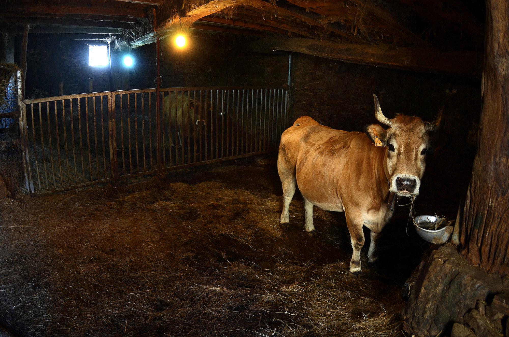 Pallozas Miguel Núñez - 1